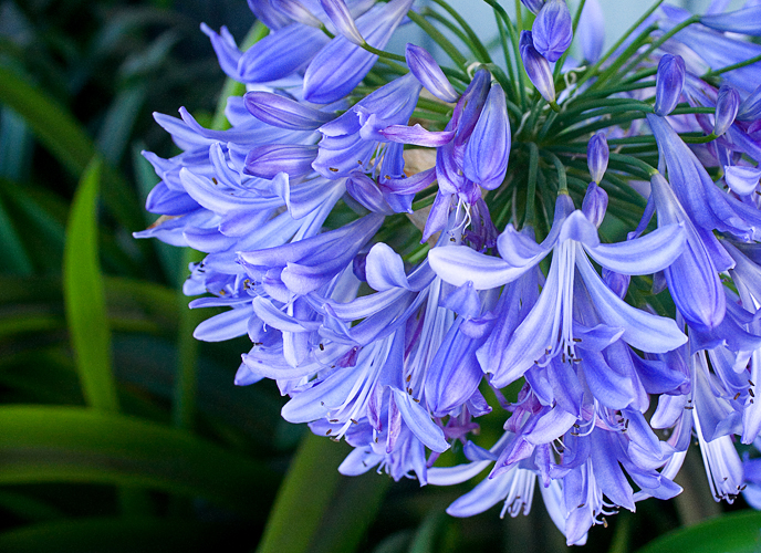 Olena Bilyk: Blue Flower