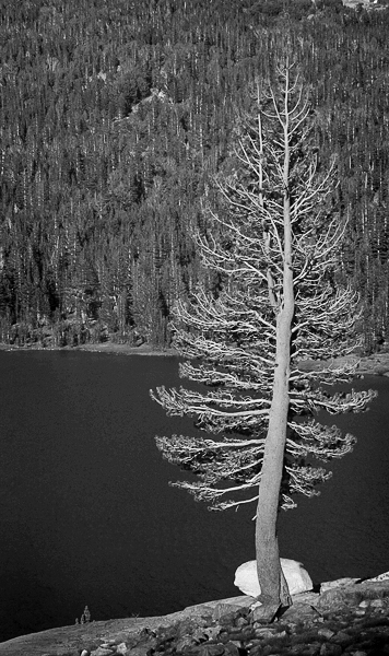 Olena Bilyk: Tree