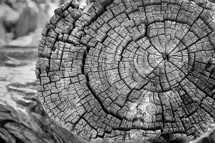 Olena Bilyk: Wood